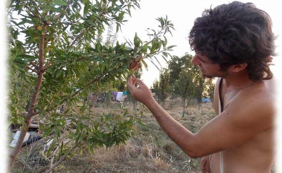 bosque-comestible