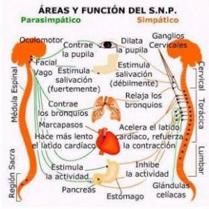 Sistema_nervioso_autonomo