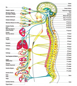 Sistema_nervioso_autonomo3