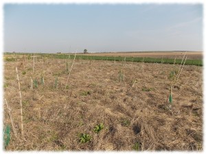 bosque-comestible-reforestacion