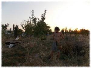 bosque-comestible-regenerar-suelos