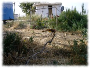 construyendo-biodiversidad-libelula