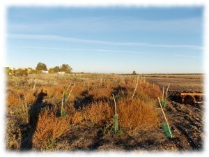 construyendo-biodiversidad-pinos