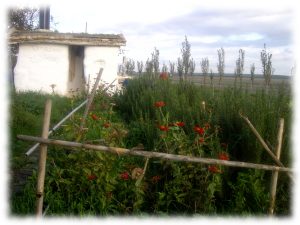 construyendo-biodiversidad